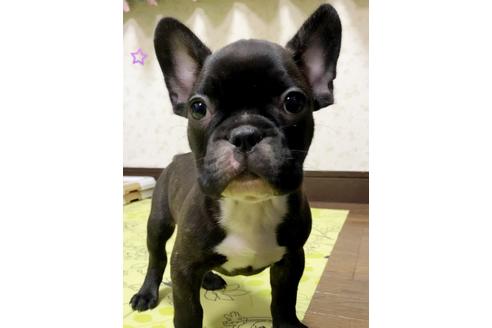 成約済の茨城県のフレンチブルドッグ-131843の5枚目
