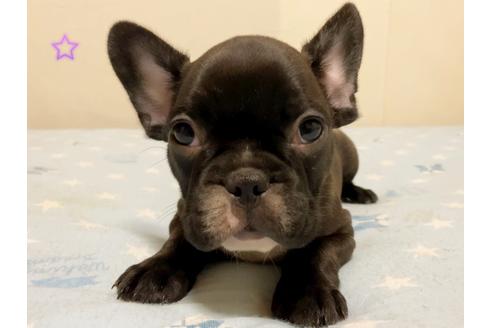成約済の茨城県のフレンチブルドッグ-131843の3枚目