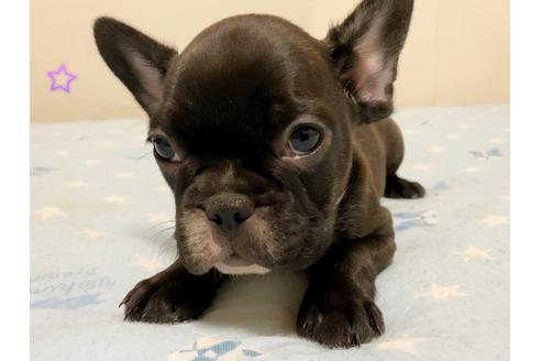 成約済の茨城県のフレンチブルドッグ-131843の2枚目