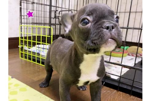 成約済の茨城県のフレンチブルドッグ-131834の6枚目