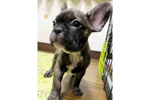 成約済の茨城県のフレンチブルドッグ-131833の1枚目