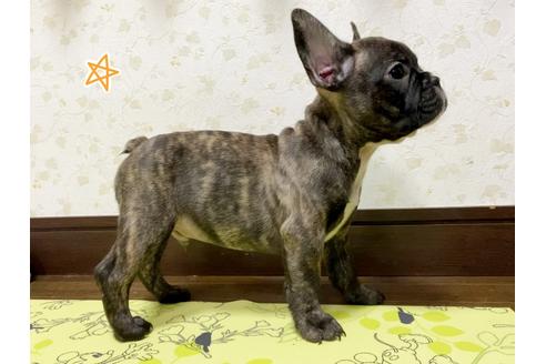 成約済の茨城県のフレンチブルドッグ-131833の5枚目