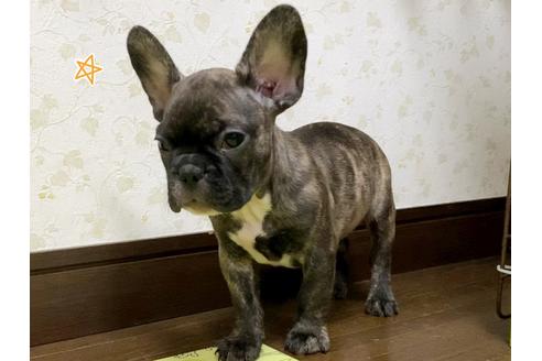 成約済の茨城県のフレンチブルドッグ-131833の4枚目