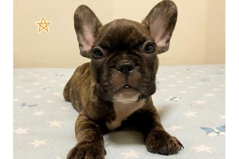 成約済の茨城県のフレンチブルドッグ-131833の3枚目