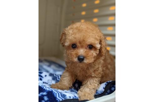 成約済の福岡県のトイプードル-136699
