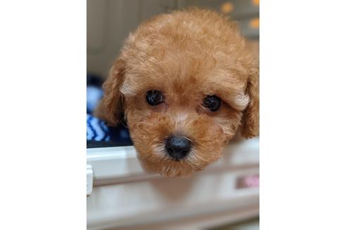成約済の福岡県のトイプードル-136699の2枚目