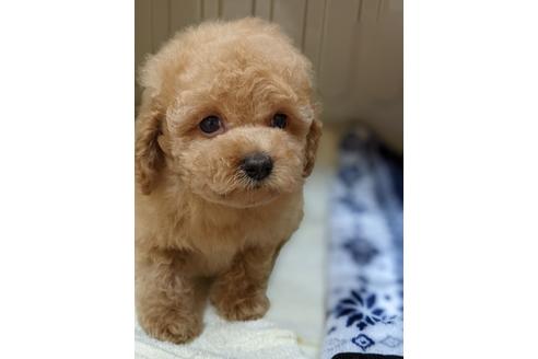 成約済の福岡県のトイプードル-133385の1枚目