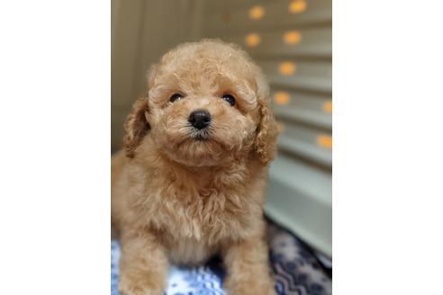 成約済の福岡県のトイプードル-133385の2枚目