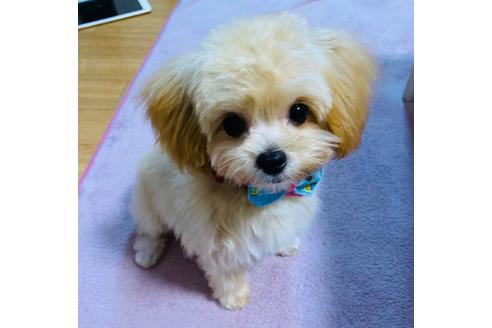 成約済の秋田県のマルプー:マルチーズ×トイプードル-135709の2枚目
