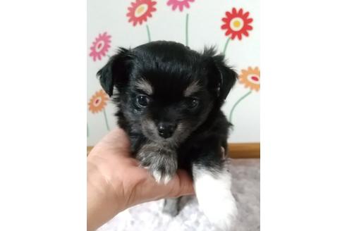 北海道のロングコートチワワ 男の子 21 05 03生まれ ママ犬の愛情たっぷりでおっとりさん 子犬id ブリーダーナビ