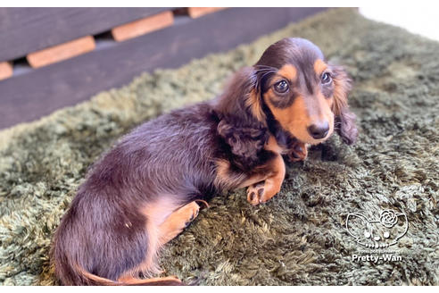 成約済の愛知県のミニチュアダックスフンド(ロングヘアード)-136706の12枚目