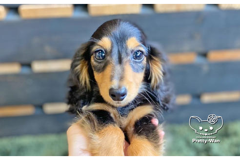 成約済の愛知県のミニチュアダックスフンド(ロングヘアード)-136706の10枚目