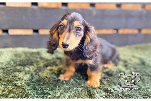 成約済の愛知県のミニチュアダックスフンド(ロングヘアード)-136706の8枚目