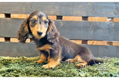 成約済の愛知県のミニチュアダックスフンド(ロングヘアード)-136706の9枚目