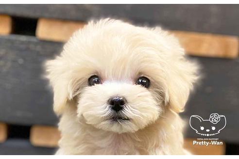 成約済の愛知県のマルプー:マルチーズ×トイプードル-136708