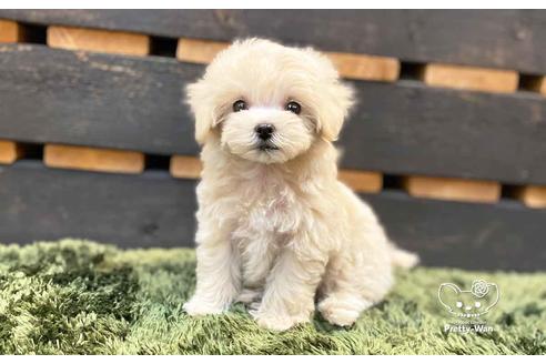 成約済の愛知県のマルプー:マルチーズ×トイプードル-136708の4枚目