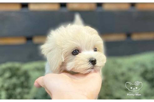 成約済の愛知県のマルプー:マルチーズ×トイプードル-136708の5枚目