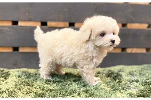 愛知県のマルプー 女の子 21 04 14生まれ 父親プードル2kg 母親マルチーズ3 です 子犬id ブリーダーナビ