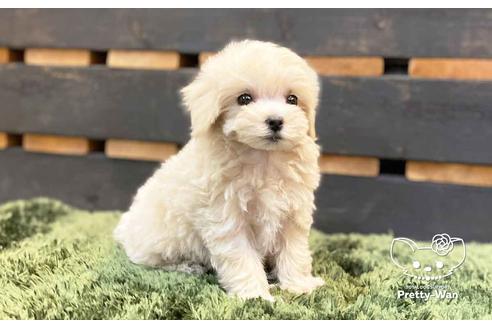 成約済の愛知県のマルプー:マルチーズ×トイプードル-136708の6枚目