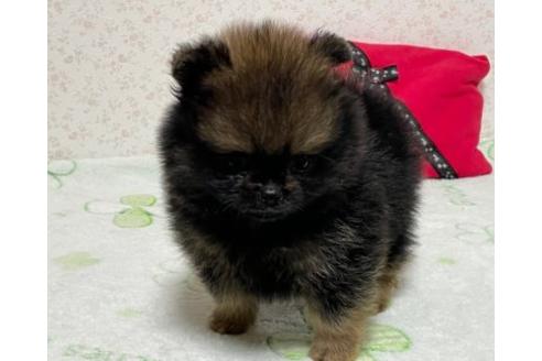 成約済の埼玉県のポメラニアン-134960の12枚目
