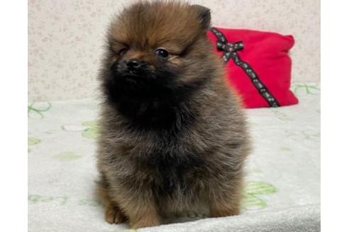 成約済の埼玉県のポメラニアン-134961の4枚目