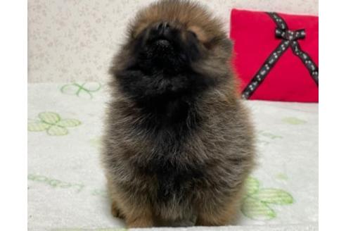 成約済の埼玉県のポメラニアン-134961の8枚目