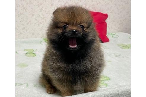 成約済の埼玉県のポメラニアン-134961の6枚目