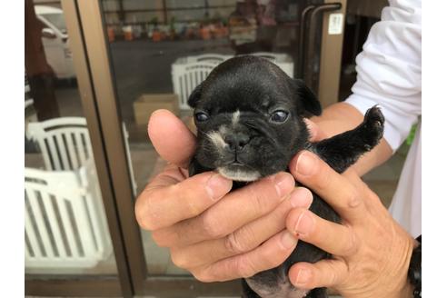 成約済の山口県のフレンチブルドッグ-134902の5枚目