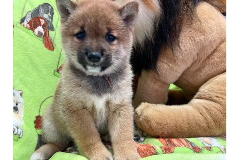 成約済の福岡県の豆柴-136750の1枚目