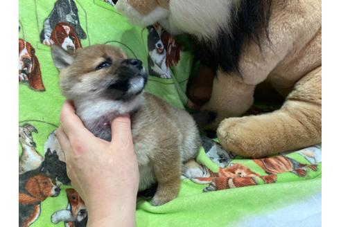 成約済の福岡県の豆柴-136750の4枚目