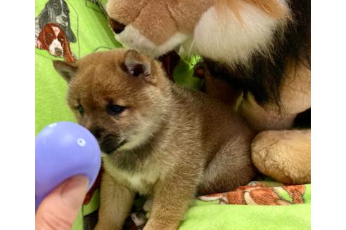 成約済の福岡県の豆柴-136750の2枚目