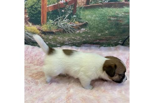 成約済の愛知県のジャックラッセルテリア-136763の5枚目