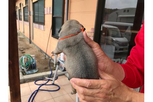 成約済の山口県のパグ-136772の5枚目