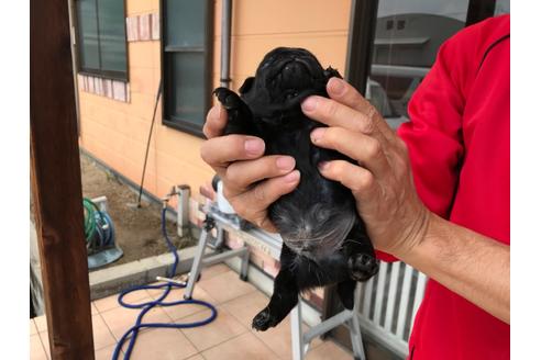 成約済の山口県のパグ-136773の2枚目