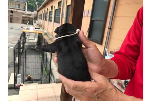 成約済の山口県のパグ-136775の7枚目