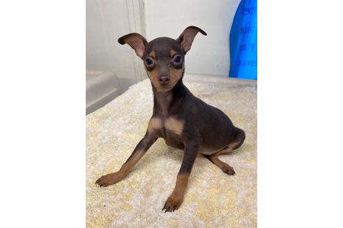 ミニチュアピンシャーの子犬を探す ブリーダーナビ
