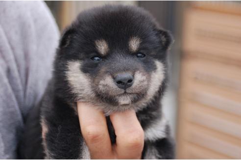 成約済の埼玉県の柴犬-136792の1枚目