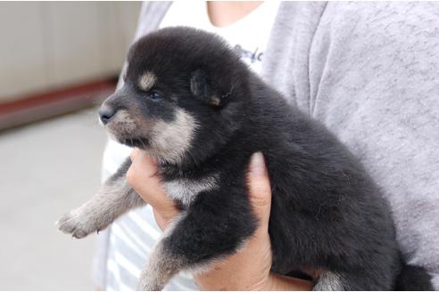 成約済の埼玉県の柴犬-136792の3枚目