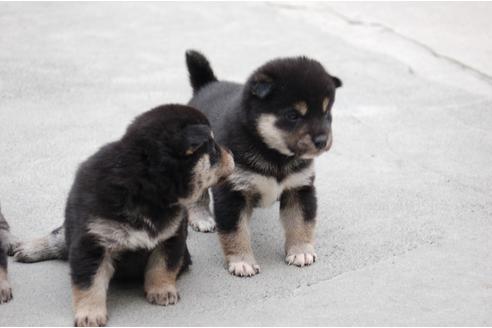 成約済の埼玉県の柴犬-136792の2枚目