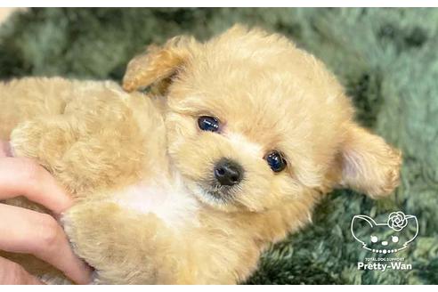 成約済の愛知県のマルプー:マルチーズ×トイプードル-136795