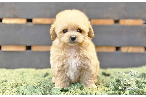 成約済の愛知県のマルプー:マルチーズ×トイプードル-136795の5枚目