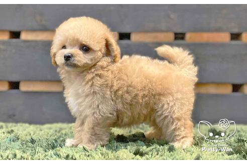 成約済の愛知県のマルプー:マルチーズ×トイプードル-136795の3枚目