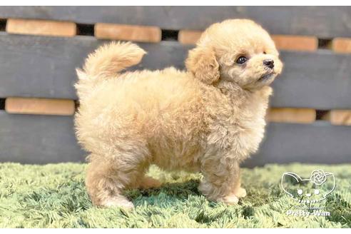 成約済の愛知県のマルプー:マルチーズ×トイプードル-136795の2枚目