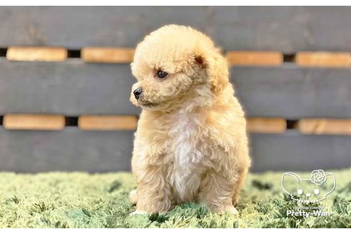 成約済の愛知県のマルプー:マルチーズ×トイプードル-136795の4枚目