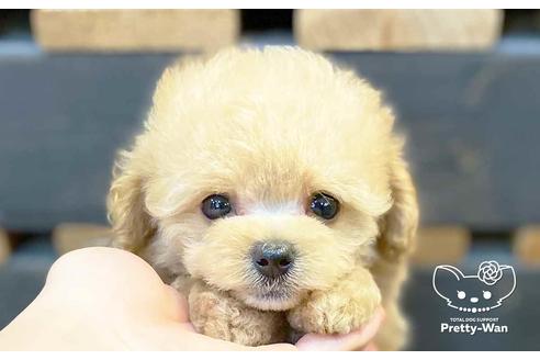 成約済の愛知県のマルプー:マルチーズ×トイプードル-136795の7枚目