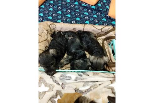 成約済の千葉県のミニチュアシュナウザー-136794の4枚目