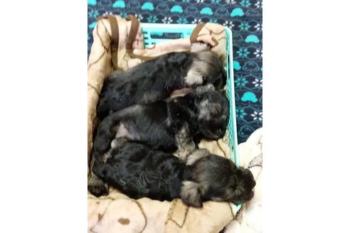 成約済の千葉県のミニチュアシュナウザー-136794の3枚目