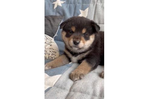 成約済の石川県の豆柴-136838