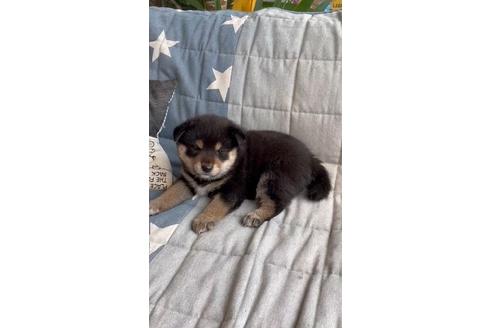 成約済の石川県の豆柴-136838の2枚目