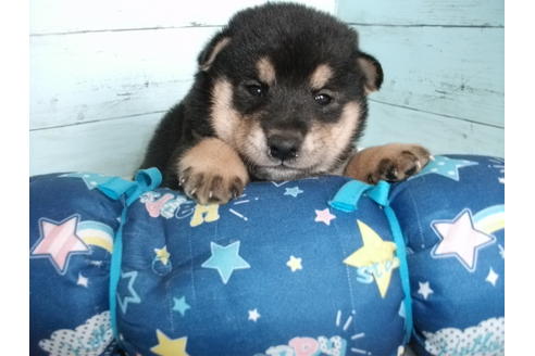 成約済の埼玉県の柴犬-136840の1枚目